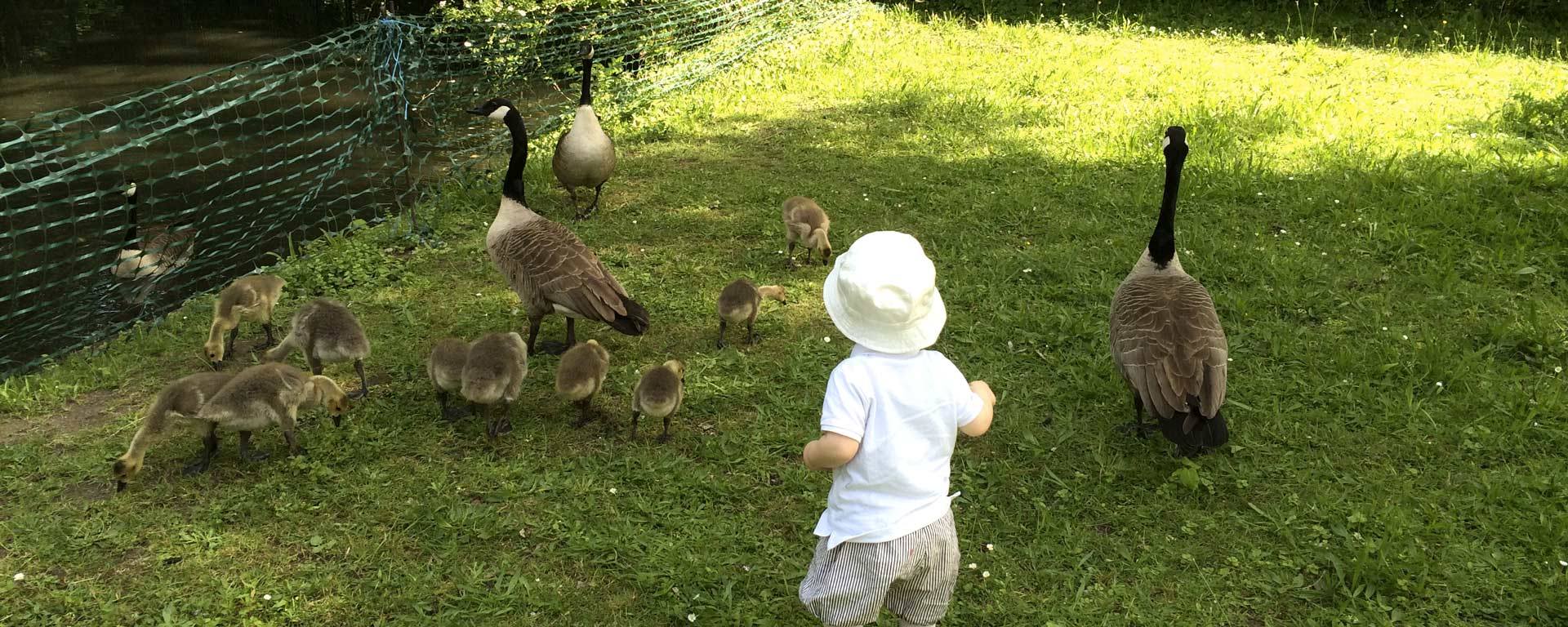 La théorie de l'attachement